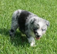 Talula, a female Australian Shepherd for sale in Rutherfordton, NC – 8 of 10