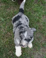 Murphy, a male Aussiedoodle for sale in Rutherfordton, NC – 6 of 10