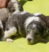 Kona, a male Poodle - Standard  for sale in Rutherfordton, NC – 2 of 9