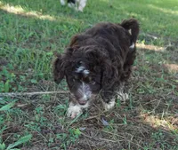 Ginger, a female Aussiedoodle for sale in Rutherfordton, NC – 4 of 8
