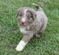 Daisy, a female Aussiedoodle for sale in Rutherfordton, NC – 2 of 10