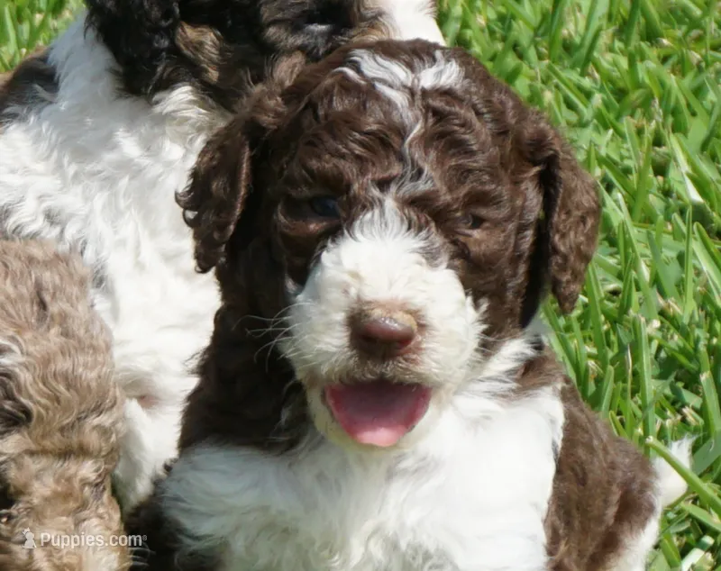 Romeo – Poodle - Standard  puppy for sale in Rutherfordton, NC