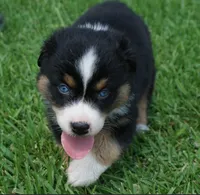 Micky, a male Australian Shepherd for sale in Rutherfordton, NC – 2 of 10