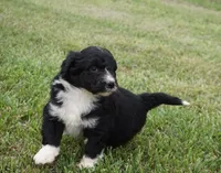 Doby, a male Aussiedoodle for sale in Rutherfordton, NC – 8 of 10