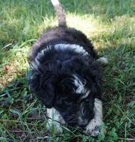 Laurel, a female Aussiedoodle for sale in Rutherfordton, NC – 5 of 10