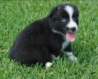 Loki, a male Australian Shepherd for sale in Rutherfordton, NC – 8 of 8