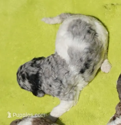 Savvy – Poodle - Standard  puppy for sale in Rutherfordton, NC