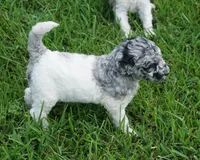 Savvy, a female Poodle - Standard  for sale in Rutherfordton, NC – 5 of 10