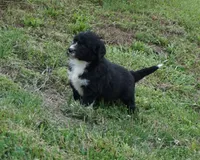 Doby, a male Aussiedoodle for sale in Rutherfordton, NC – 3 of 10
