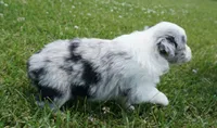 Molly, a female Australian Shepherd for sale in Rutherfordton, NC – 2 of 10
