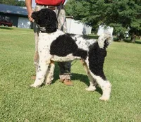 Meeko, a male Poodle - Standard  for sale in Rutherfordton, NC – Photo 1 of 9