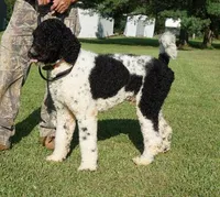 Meeko, a male Poodle - Standard  for sale in Rutherfordton, NC – Photo 9 of 9