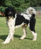 Meeko, a male Poodle - Standard  for sale in Rutherfordton, NC – Photo 2 of 9