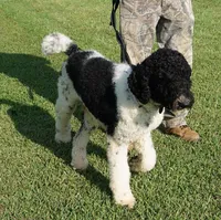 Meeko, a male Poodle - Standard  for sale in Rutherfordton, NC – Photo 7 of 9