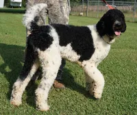 Meeko, a male Poodle - Standard  for sale in Rutherfordton, NC – Photo 3 of 9