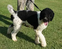 Meeko, a male Poodle - Standard  for sale in Rutherfordton, NC – Photo 8 of 9