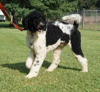 Meeko, a male Poodle - Standard  for sale in Rutherfordton, NC – Photo 5 of 9