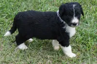 Maple, a female Aussiedoodle for sale in Rutherfordton, NC – 3 of 10