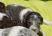 Kona, a male Poodle - Standard  for sale in Rutherfordton, NC – 4 of 9