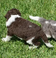 Romeo, a male Poodle - Standard  for sale in Rutherfordton, NC – 4 of 10