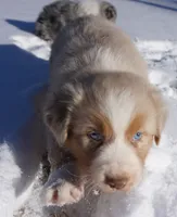 Chunk, a male Australian Shepherd for sale in Rutherfordton, NC – Photo 8 of 10