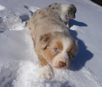Chunk, a male Australian Shepherd for sale in Rutherfordton, NC – Photo 4 of 10