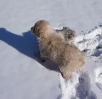 Chunk, a male Australian Shepherd for sale in Rutherfordton, NC – Photo 9 of 10