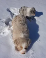 Chunk, a male Australian Shepherd for sale in Rutherfordton, NC – Photo 3 of 10