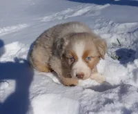 Chunk, a male Australian Shepherd for sale in Rutherfordton, NC – Photo 10 of 10