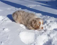 Chunk, a male Australian Shepherd for sale in Rutherfordton, NC – Photo 6 of 10