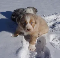 Chunk, a male Australian Shepherd for sale in Rutherfordton, NC – Photo 7 of 10