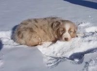 Chunk, a male Australian Shepherd for sale in Rutherfordton, NC – Photo 1 of 10