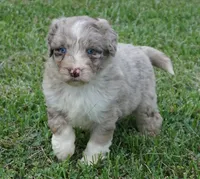 Aubry, a female Aussiedoodle for sale in Rutherfordton, NC – 1 of 10