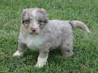 Aubry, a female Aussiedoodle for sale in Rutherfordton, NC – 2 of 10