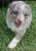 Aubry, a female Aussiedoodle for sale in Rutherfordton, NC – 8 of 10