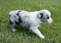 Molly, a female Australian Shepherd for sale in Rutherfordton, NC – 5 of 10