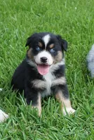 Micky, a male Australian Shepherd for sale in Rutherfordton, NC – 5 of 10