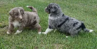 Daisy, a female Aussiedoodle for sale in Rutherfordton, NC – 8 of 10