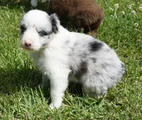 Molly, a female Australian Shepherd for sale in Rutherfordton, NC – 6 of 10