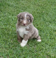 Daisy, a female Aussiedoodle for sale in Rutherfordton, NC – 4 of 10