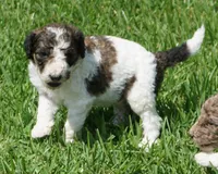 Bear, a male Poodle - Standard  for sale in Rutherfordton, NC – 4 of 10