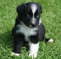 Pyro, a male Australian Shepherd for sale in Rutherfordton, NC – 7 of 10