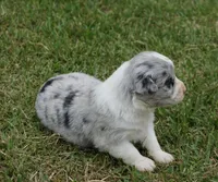 Dotty, a female Australian Shepherd for sale in Rutherfordton, NC – 5 of 6