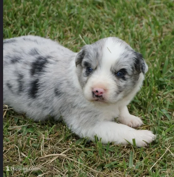 Dotty, a female Australian Shepherd for sale in Rutherfordton, NC – 1 of 6