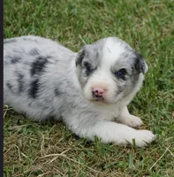 Dotty, a female Australian Shepherd for sale in Rutherfordton, NC – 1 of 6