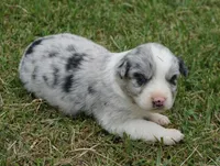 Dotty, a female Australian Shepherd for sale in Rutherfordton, NC – 2 of 6