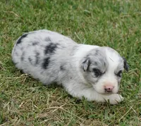 Dotty, a female Australian Shepherd for sale in Rutherfordton, NC – 4 of 6