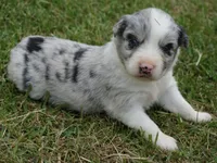 Dotty, a female Australian Shepherd for sale in Rutherfordton, NC – 6 of 6