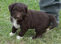 Lizzy, a female Aussiedoodle for sale in Rutherfordton, NC – 7 of 10