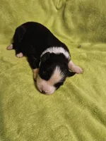 Sarg, a male Australian Shepherd for sale in Rutherfordton, NC – 3 of 6